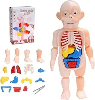 Human body