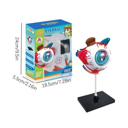 4D EYEBALL